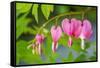 Pink bleeding heart blossoms.-Julie Eggers-Framed Stretched Canvas