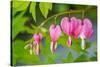 Pink bleeding heart blossoms.-Julie Eggers-Stretched Canvas