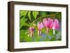 Pink bleeding heart blossoms.-Julie Eggers-Framed Photographic Print