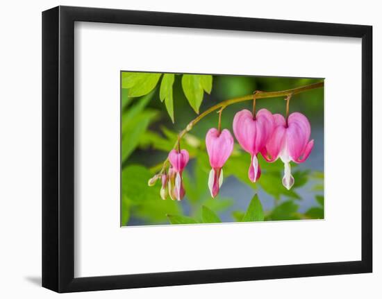 Pink bleeding heart blossoms.-Julie Eggers-Framed Photographic Print