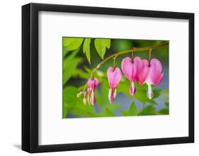 Pink bleeding heart blossoms.-Julie Eggers-Framed Photographic Print