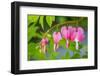 Pink bleeding heart blossoms.-Julie Eggers-Framed Photographic Print