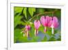 Pink bleeding heart blossoms.-Julie Eggers-Framed Photographic Print