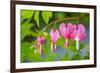 Pink bleeding heart blossoms.-Julie Eggers-Framed Photographic Print