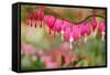 Pink Bleeding Heart Flower or 'Dicentra Spectabilis' in Spring Garden 'Keukenhof', Holland-dzain-Framed Stretched Canvas