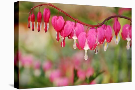 Pink Bleeding Heart Flower or 'Dicentra Spectabilis' in Spring Garden 'Keukenhof', Holland-dzain-Stretched Canvas