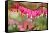 Pink Bleeding Heart Flower or 'Dicentra Spectabilis' in Spring Garden 'Keukenhof', Holland-dzain-Framed Stretched Canvas