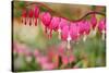 Pink Bleeding Heart Flower or 'Dicentra Spectabilis' in Spring Garden 'Keukenhof', Holland-dzain-Stretched Canvas