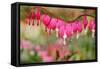 Pink Bleeding Heart Flower or 'Dicentra Spectabilis' in Spring Garden 'Keukenhof', Holland-dzain-Framed Stretched Canvas