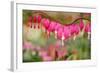 Pink Bleeding Heart Flower or 'Dicentra Spectabilis' in Spring Garden 'Keukenhof', Holland-dzain-Framed Photographic Print