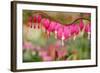 Pink Bleeding Heart Flower or 'Dicentra Spectabilis' in Spring Garden 'Keukenhof', Holland-dzain-Framed Photographic Print