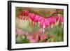 Pink Bleeding Heart Flower or 'Dicentra Spectabilis' in Spring Garden 'Keukenhof', Holland-dzain-Framed Photographic Print