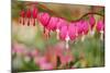 Pink Bleeding Heart Flower or 'Dicentra Spectabilis' in Spring Garden 'Keukenhof', Holland-dzain-Mounted Photographic Print