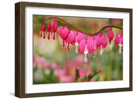 Pink Bleeding Heart Flower or 'Dicentra Spectabilis' in Spring Garden 'Keukenhof', Holland-dzain-Framed Photographic Print