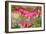 Pink Bleeding Heart Flower or 'Dicentra Spectabilis' in Spring Garden 'Keukenhof', Holland-dzain-Framed Photographic Print