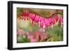 Pink Bleeding Heart Flower or 'Dicentra Spectabilis' in Spring Garden 'Keukenhof', Holland-dzain-Framed Photographic Print