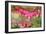 Pink Bleeding Heart Flower or 'Dicentra Spectabilis' in Spring Garden 'Keukenhof', Holland-dzain-Framed Photographic Print