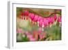 Pink Bleeding Heart Flower or 'Dicentra Spectabilis' in Spring Garden 'Keukenhof', Holland-dzain-Framed Photographic Print