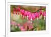 Pink Bleeding Heart Flower or 'Dicentra Spectabilis' in Spring Garden 'Keukenhof', Holland-dzain-Framed Photographic Print