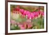 Pink Bleeding Heart Flower or 'Dicentra Spectabilis' in Spring Garden 'Keukenhof', Holland-dzain-Framed Photographic Print