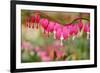 Pink Bleeding Heart Flower or 'Dicentra Spectabilis' in Spring Garden 'Keukenhof', Holland-dzain-Framed Photographic Print