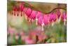 Pink Bleeding Heart Flower or 'Dicentra Spectabilis' in Spring Garden 'Keukenhof', Holland-dzain-Mounted Photographic Print