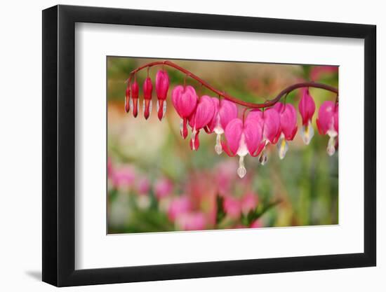 Pink Bleeding Heart Flower or 'Dicentra Spectabilis' in Spring Garden 'Keukenhof', Holland-dzain-Framed Photographic Print