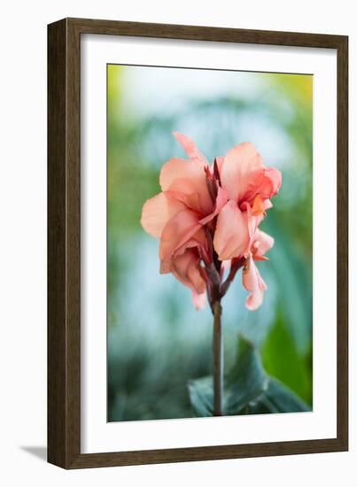 Pink Bloom I-Erin Berzel-Framed Art Print