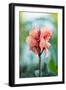 Pink Bloom I-Erin Berzel-Framed Art Print