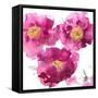 Pink Bloom II-Vanessa Austin-Framed Stretched Canvas