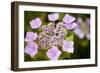 Pink bloom-Karyn Millet-Framed Photographic Print