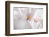 Pink bloom-Heidi Westum-Framed Photographic Print