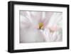 Pink bloom-Heidi Westum-Framed Photographic Print