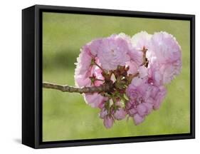 Pink Blooms on Branch-Karen Williams-Framed Stretched Canvas