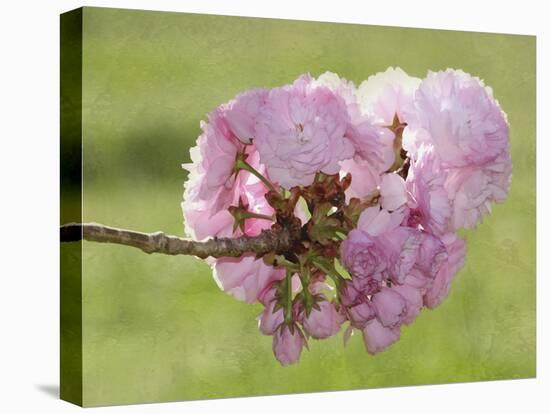 Pink Blooms on Branch-Karen Williams-Stretched Canvas