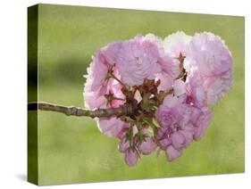 Pink Blooms on Branch-Karen Williams-Stretched Canvas