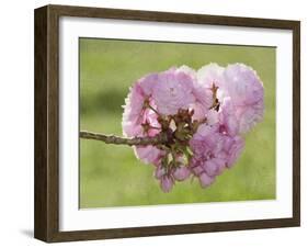 Pink Blooms on Branch-Karen Williams-Framed Photographic Print