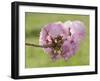 Pink Blooms on Branch-Karen Williams-Framed Photographic Print