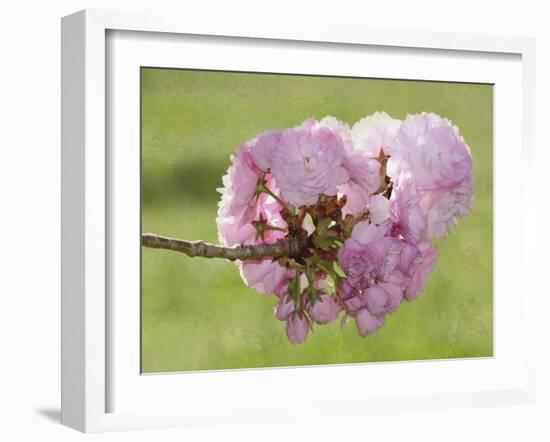 Pink Blooms on Branch-Karen Williams-Framed Photographic Print