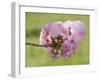 Pink Blooms on Branch-Karen Williams-Framed Photographic Print