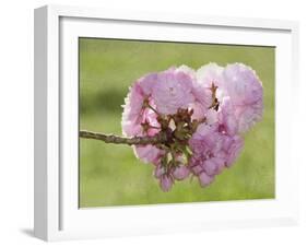 Pink Blooms on Branch-Karen Williams-Framed Photographic Print