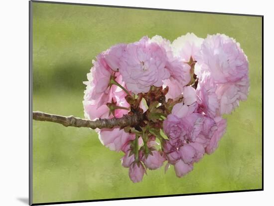 Pink Blooms on Branch-Karen Williams-Mounted Photographic Print