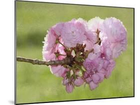 Pink Blooms on Branch-Karen Williams-Mounted Photographic Print