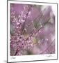 Pink Blooms-Ken Bremer-Mounted Limited Edition