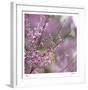 Pink Blooms-Ken Bremer-Framed Limited Edition