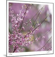 Pink Blooms-Ken Bremer-Mounted Limited Edition