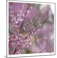 Pink Blooms-Ken Bremer-Mounted Limited Edition