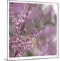 Pink Blooms-Ken Bremer-Mounted Limited Edition