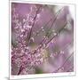 Pink Blooms-Ken Bremer-Mounted Limited Edition