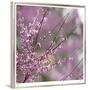 Pink Blooms-Ken Bremer-Framed Limited Edition